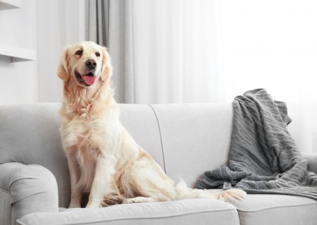 Dog On Upholstered Sofa Image